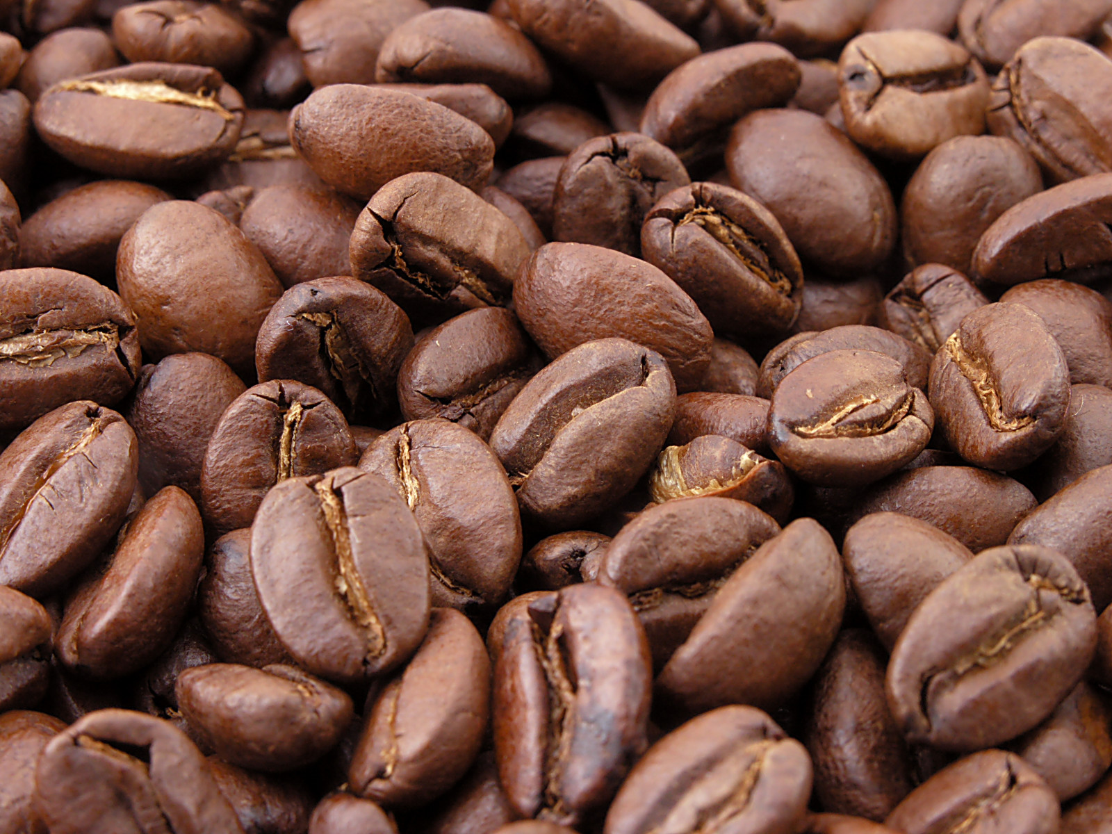 Grains de café torréfiés, en gros plan